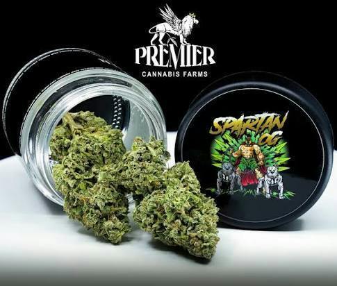 517 Premier Cannabis | Spartan OG | 7g Jar