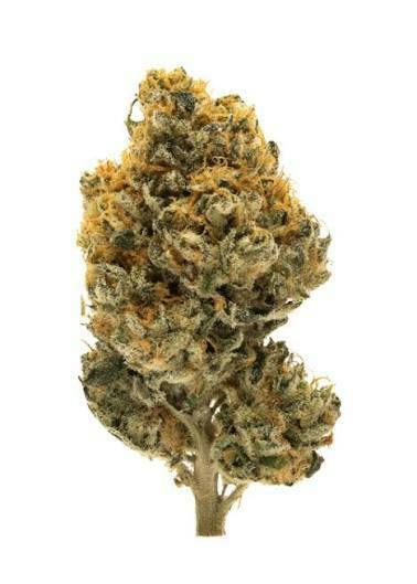 Common Citizen | Dulce De Papaya