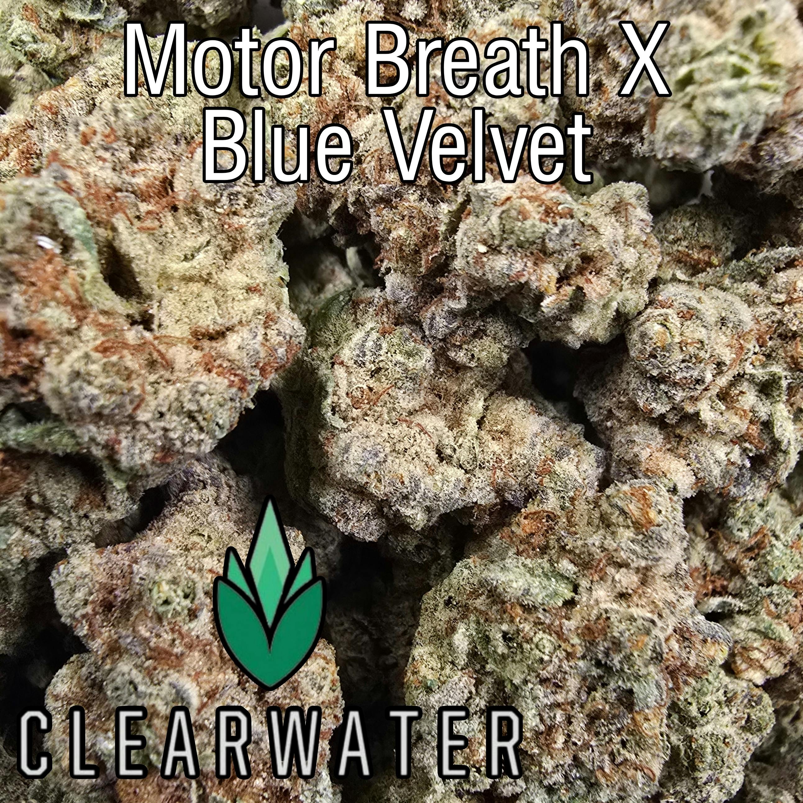 $65 Shelf Motor Breath X Blue Velvet - Loose
