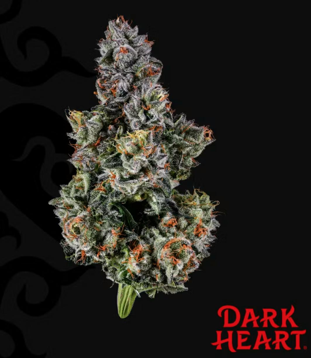 GRASSROOTS DARK HEART | FLOWER | TRIPLE STACK | INDICA | 3.5G