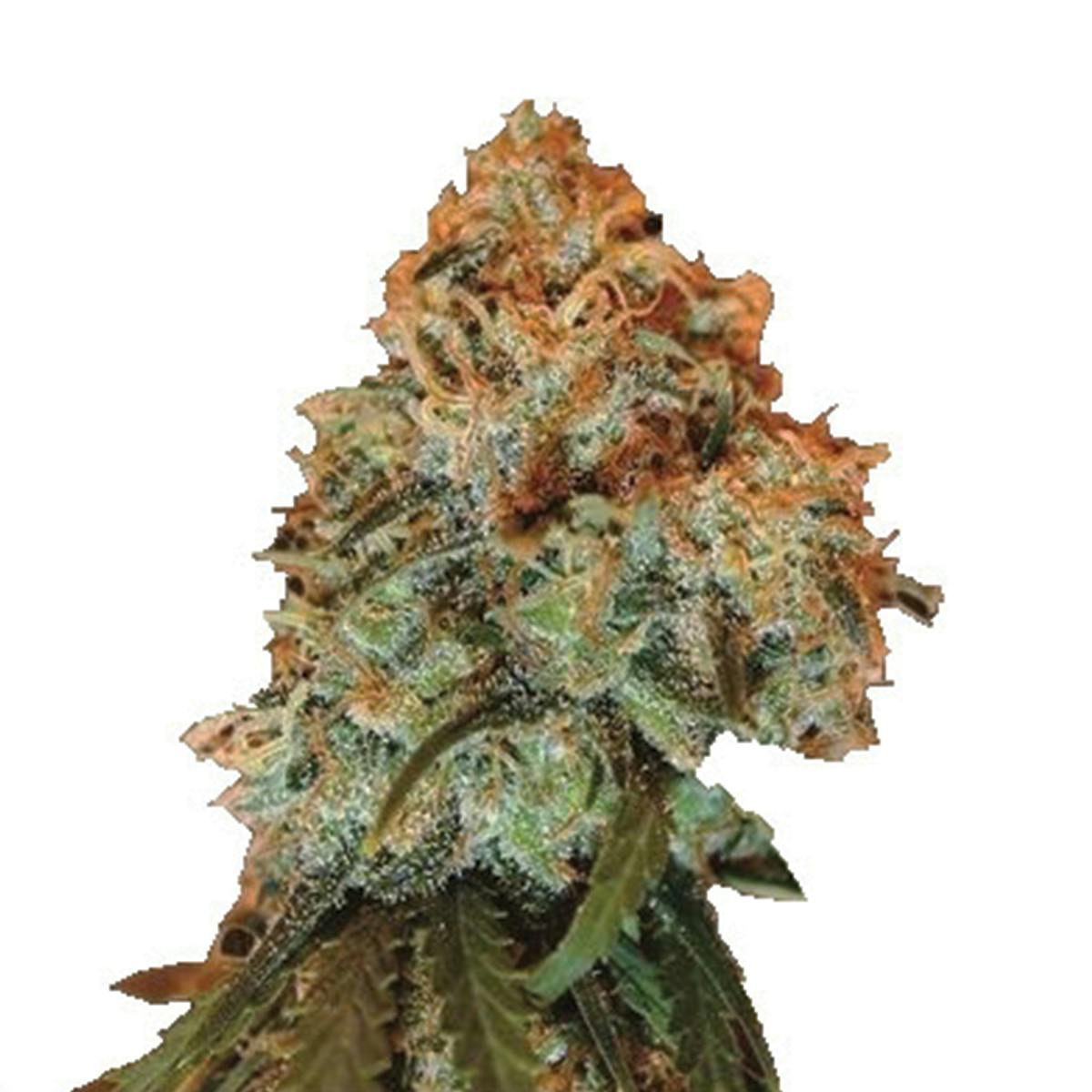 Golden Tiger Standard ACE Seeds