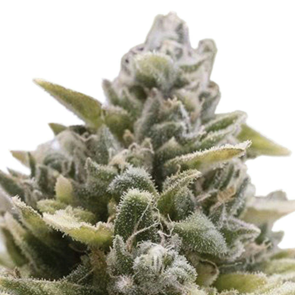 OG Kush Auto at higherplace