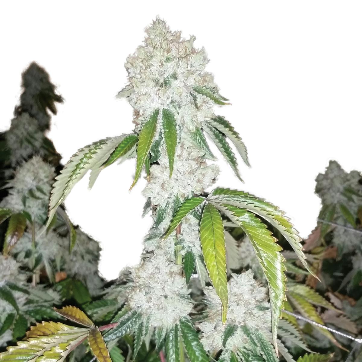 OG Kush — OG Kush
