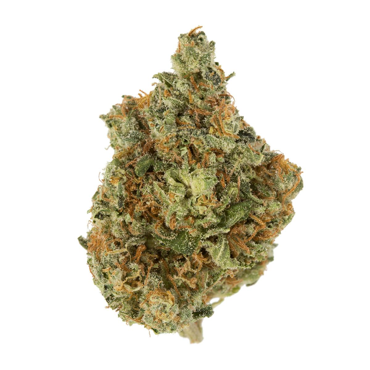 Rebel Spirit Thunderbird Rose | Weedmaps