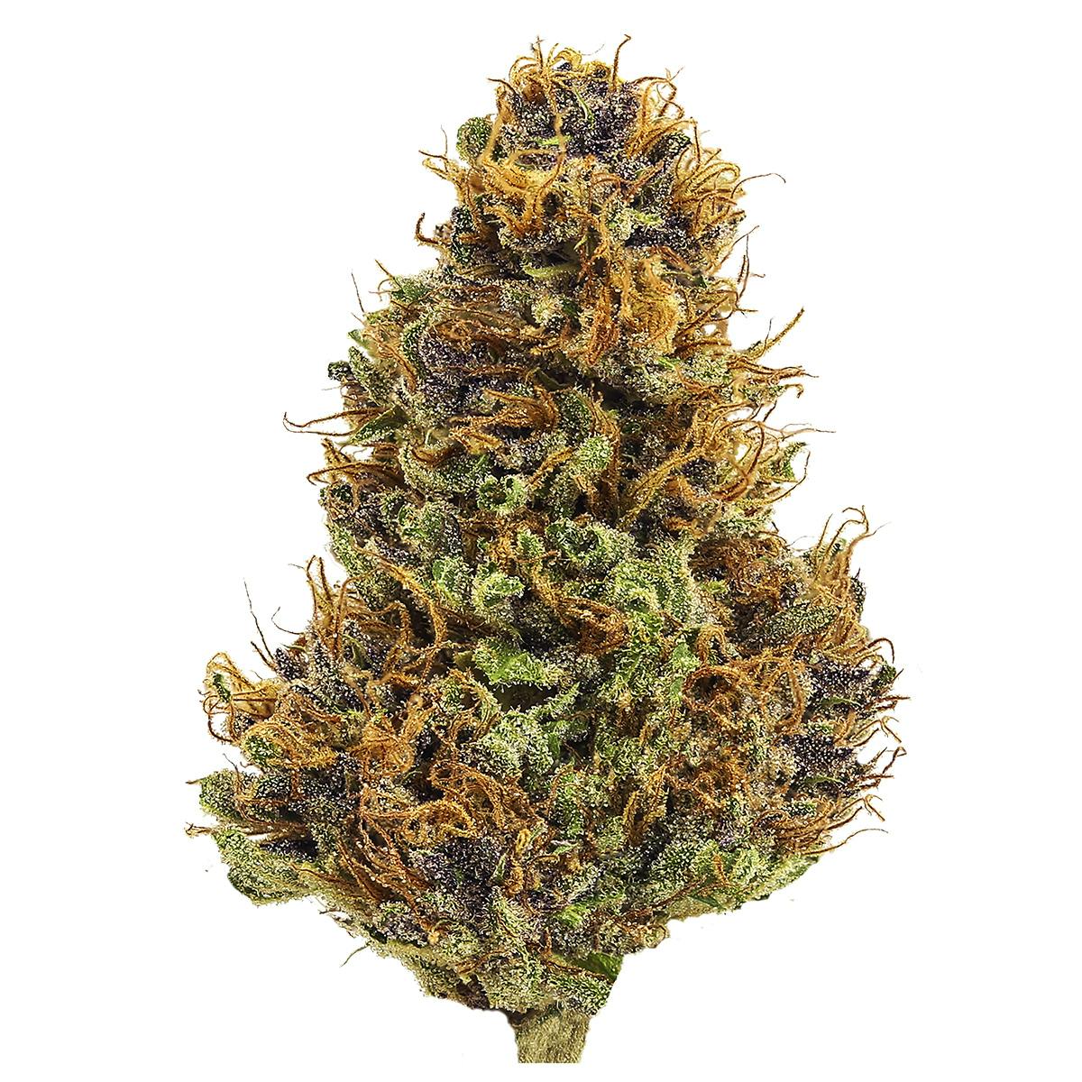 PURPLE HINDU KUSH: Purple Hindu Kush