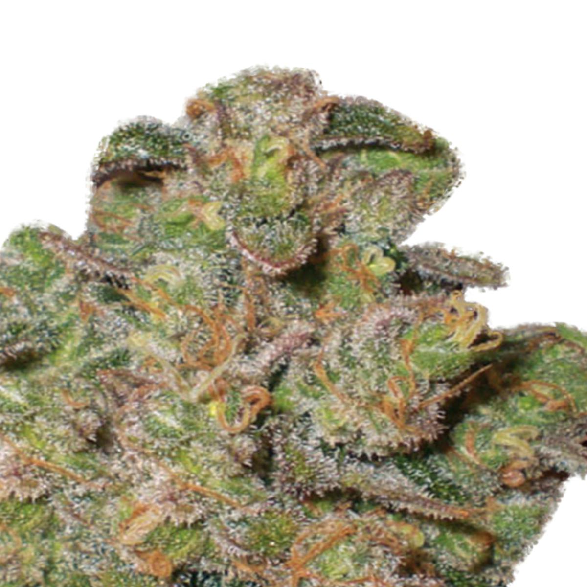 Funky Skunk - Expert Seeds