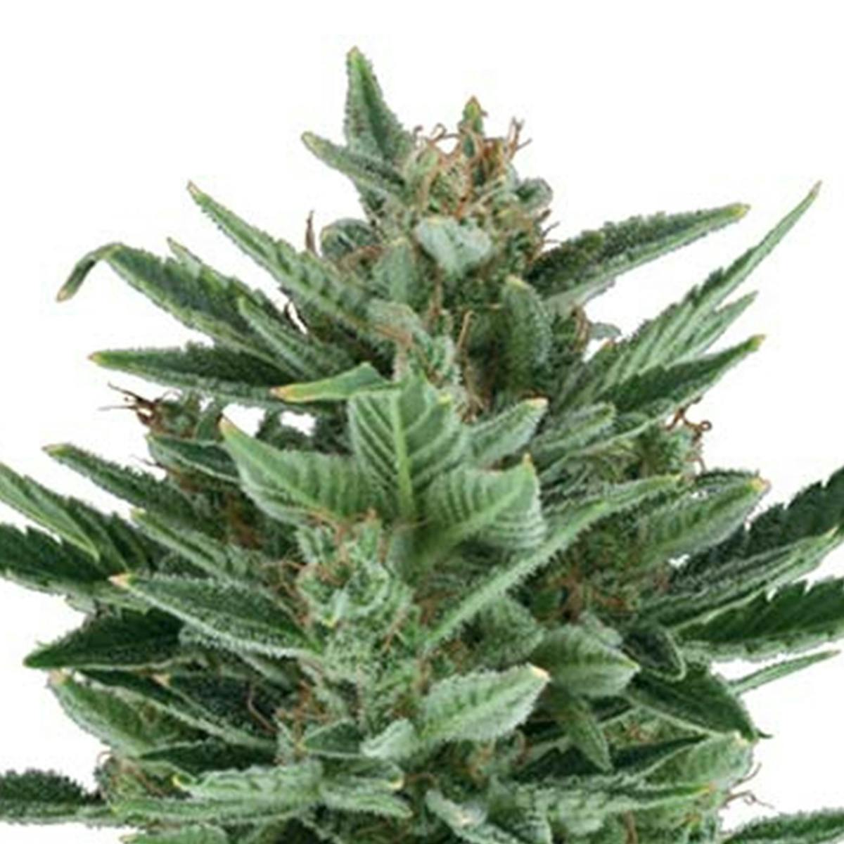 Quick One (AUTOFLOWERING) at Green Apple Cannabis