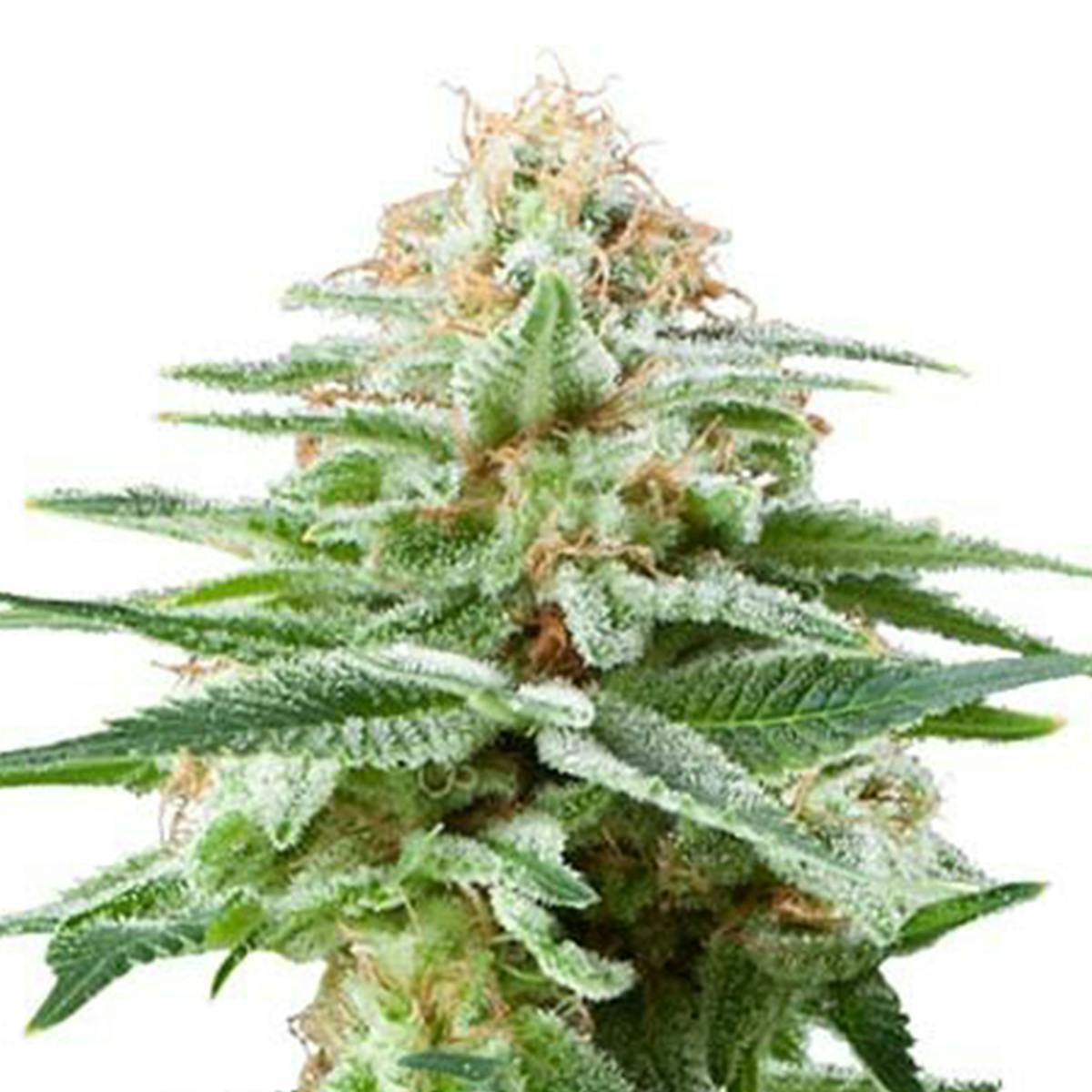 White Widow (FEMINIZED) at Green Degree Clapp Wasilla