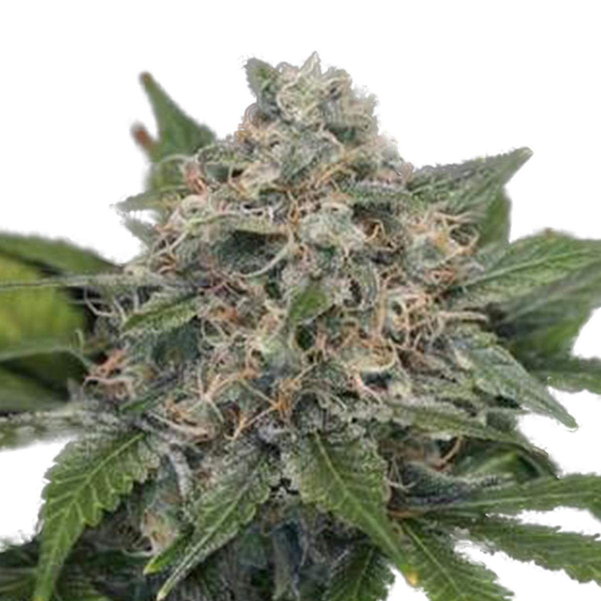 Super Pineapple Haze(Sativa Line) - Garden of Green Seedbank