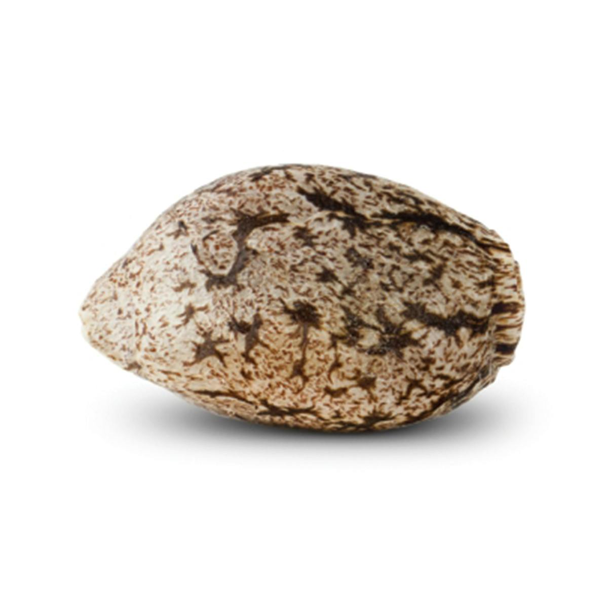 POWER FULL AUTO - Dopamine Seeds
