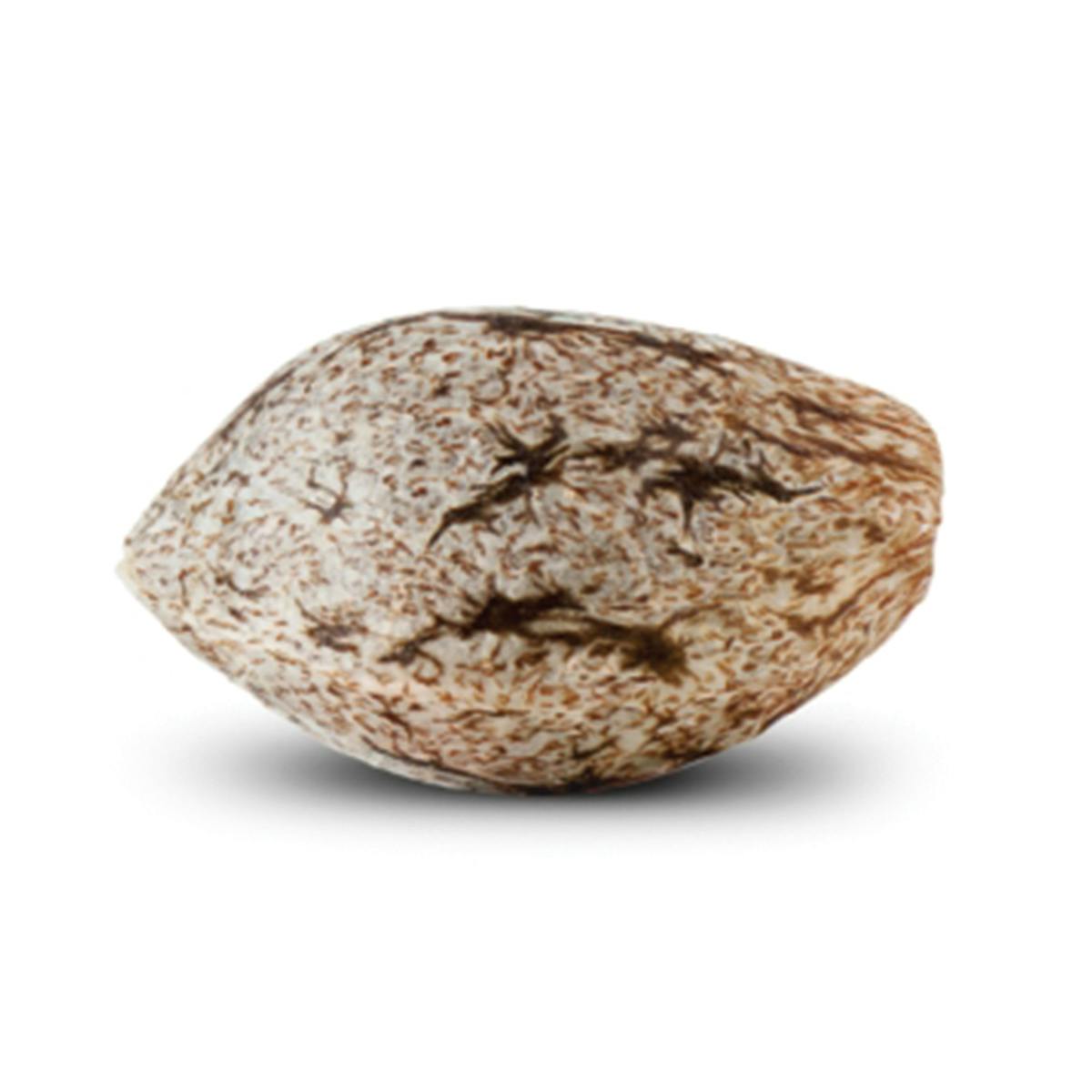 SKYBERRY AUTO - Dopamine Seeds