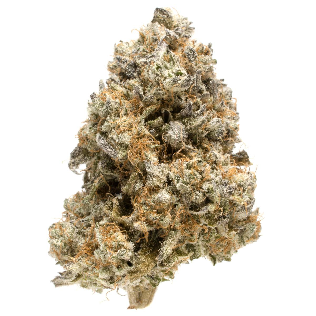 Himalayan Blackberry