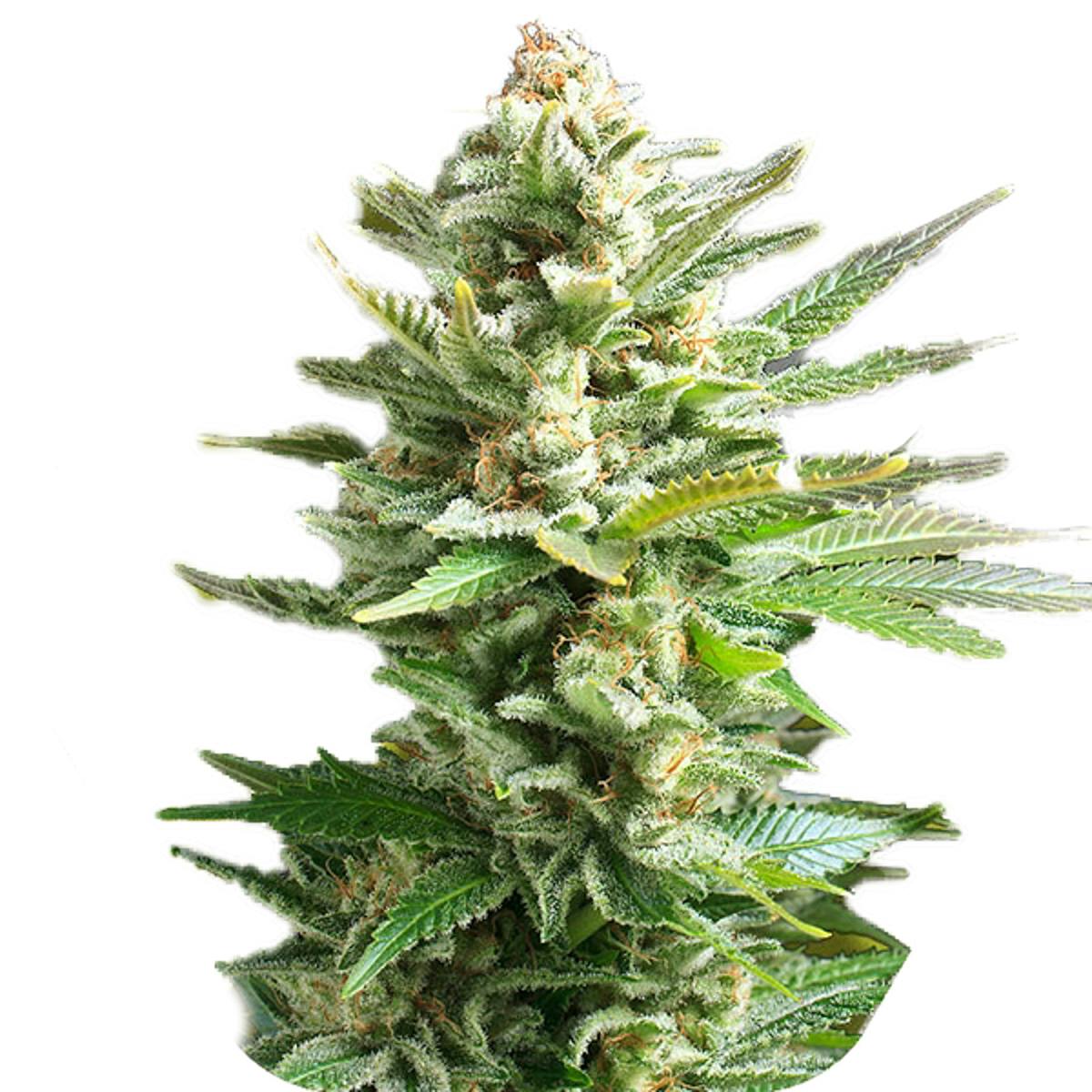 Amnesia Haze XL(Feminized) - Zambeza Seeds