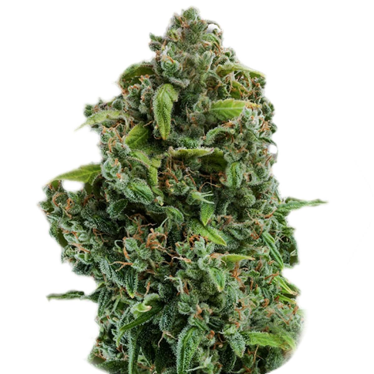 NYC Diesel (Auto Flowering) - Zambeza Seeds