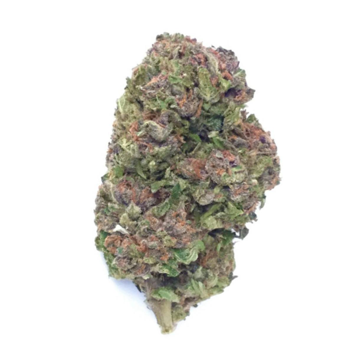 Purple Hindu Kush