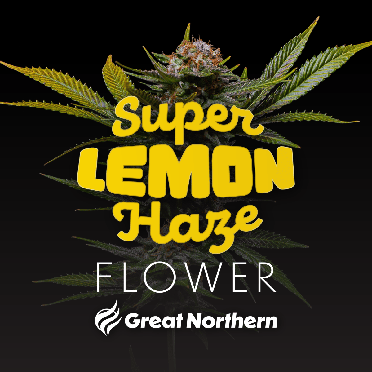 Super Lemon Haze Sativa
