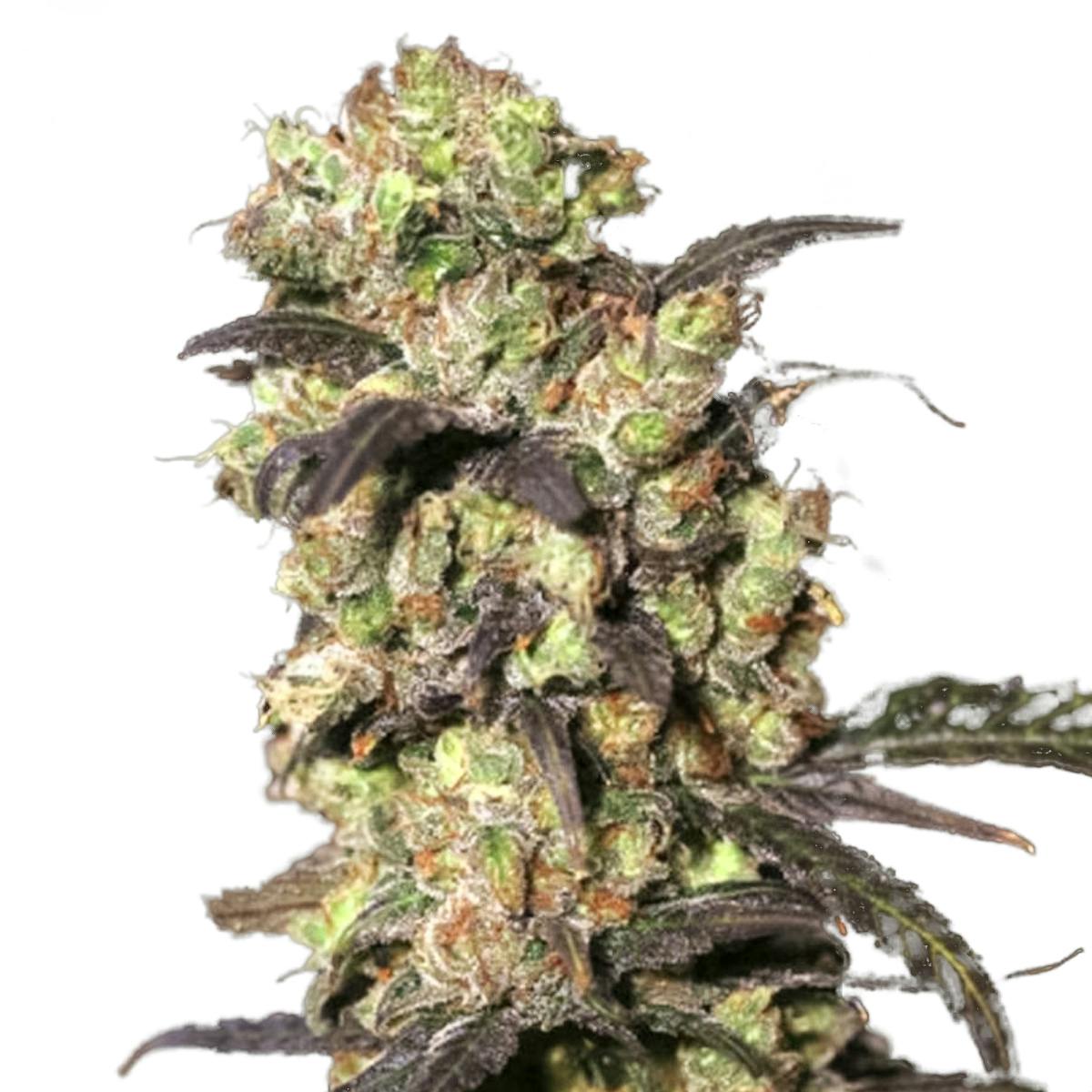 Eva Seeds Pink Plant Weedmaps