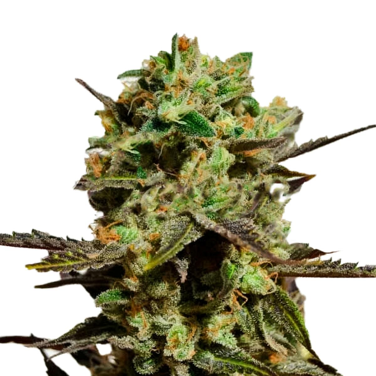 Delicious Candy - Delicious Seeds