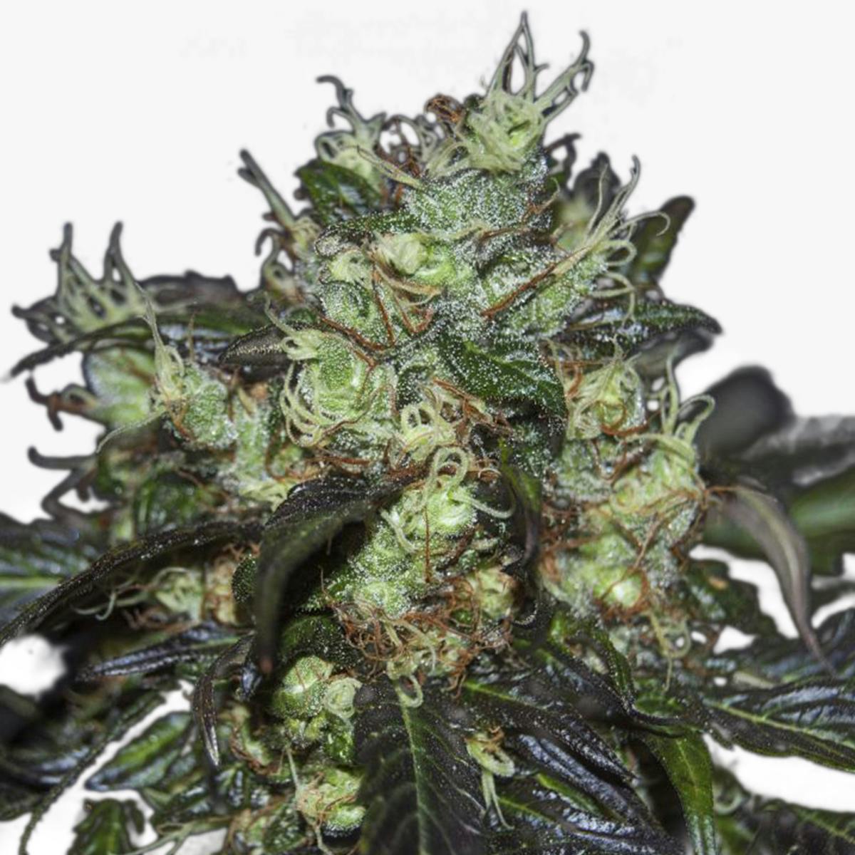 Cosmic Berry - Natural Genetics Seeds