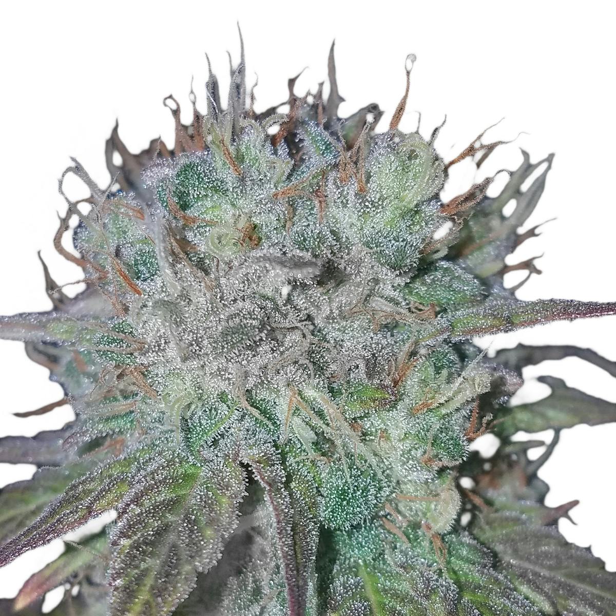 North Road Buds Girl Scout Cookies Extreme Weedmaps