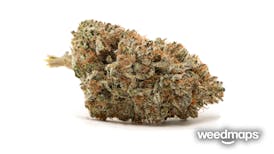 Caramel Kona Coffee Kush