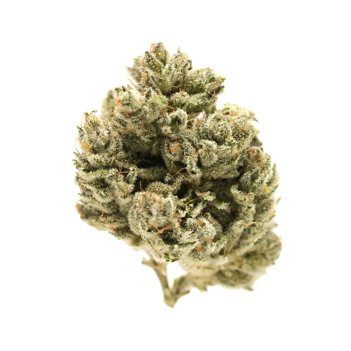 Gorilla Glue