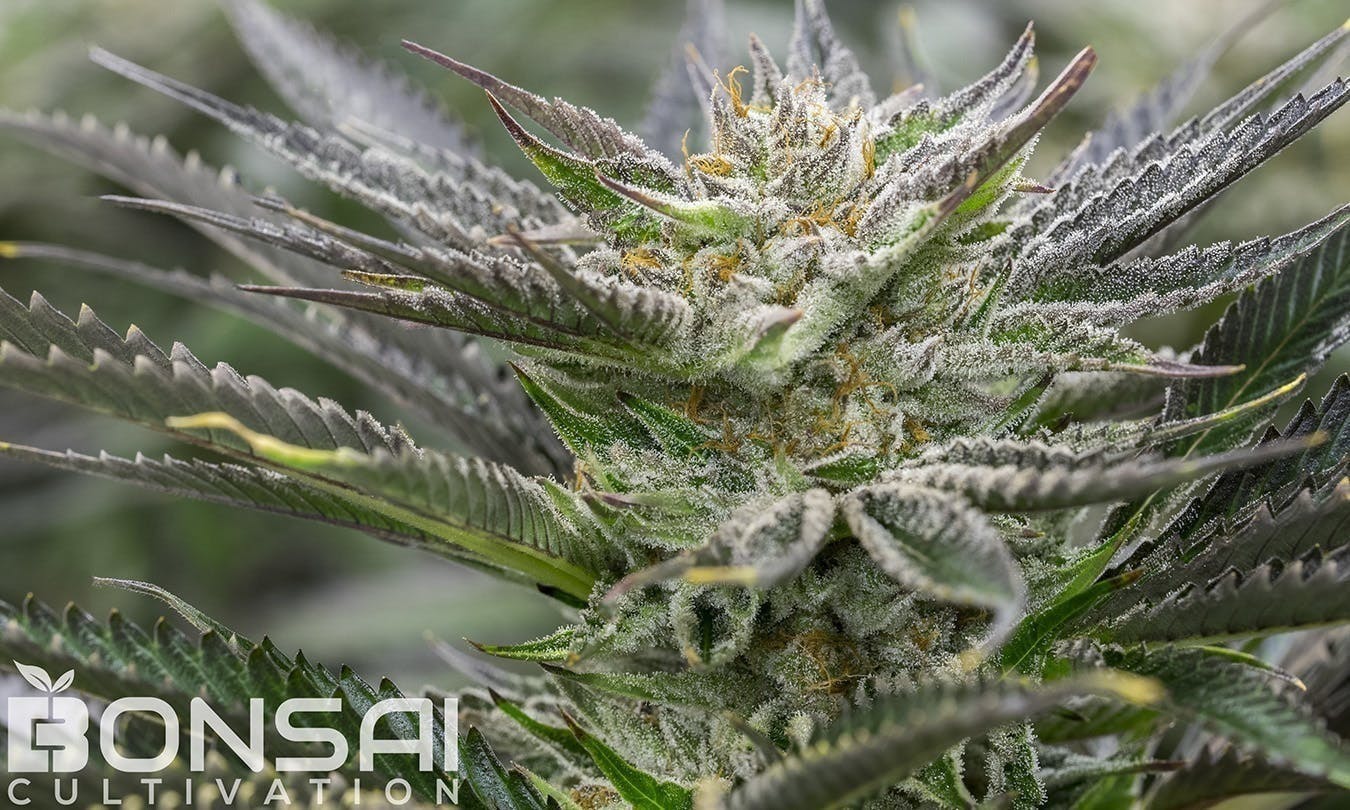 Bonsai Cultivation | Alien BooBerries | Flower