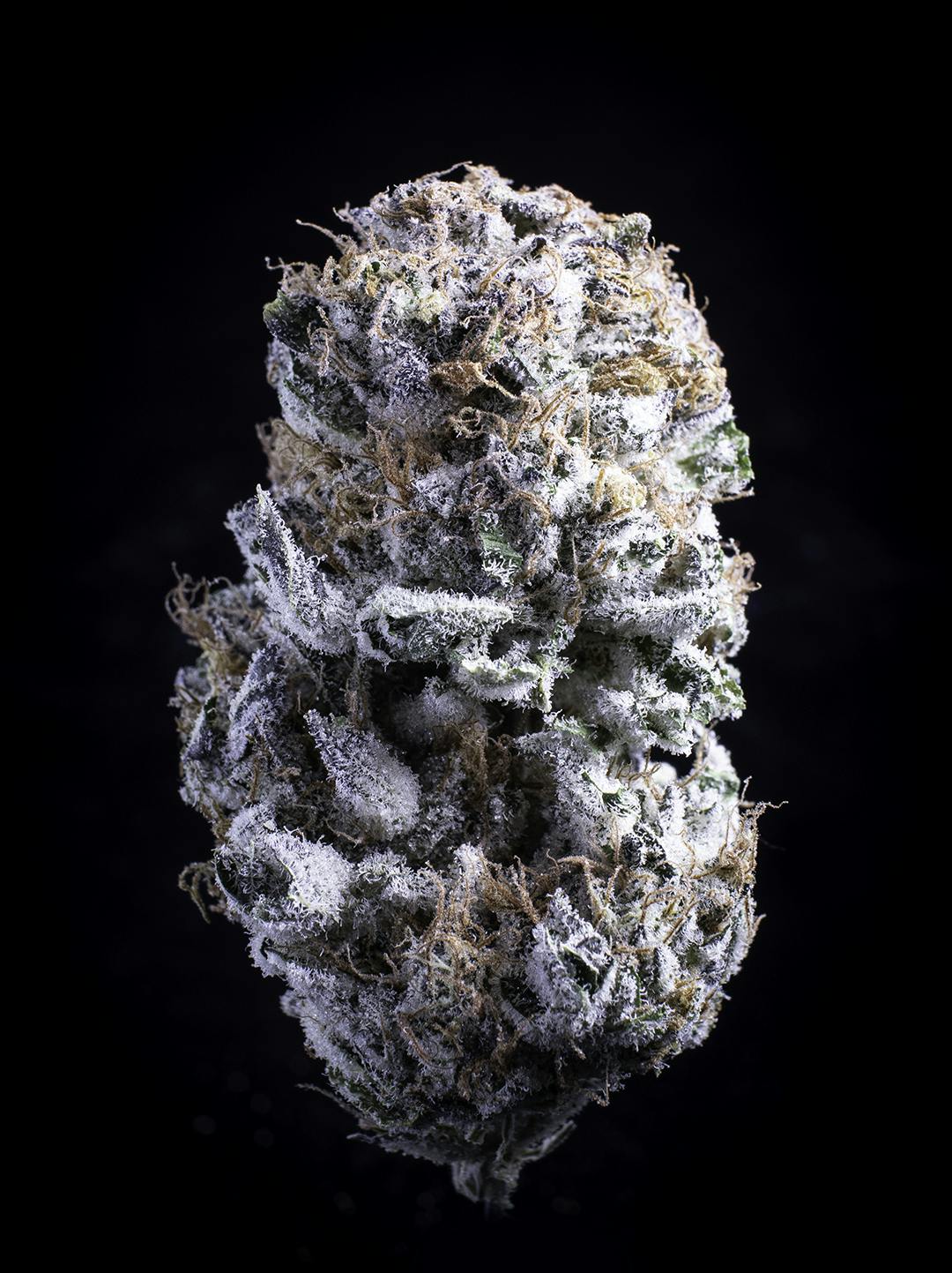 Dutch Haze by Falcanna