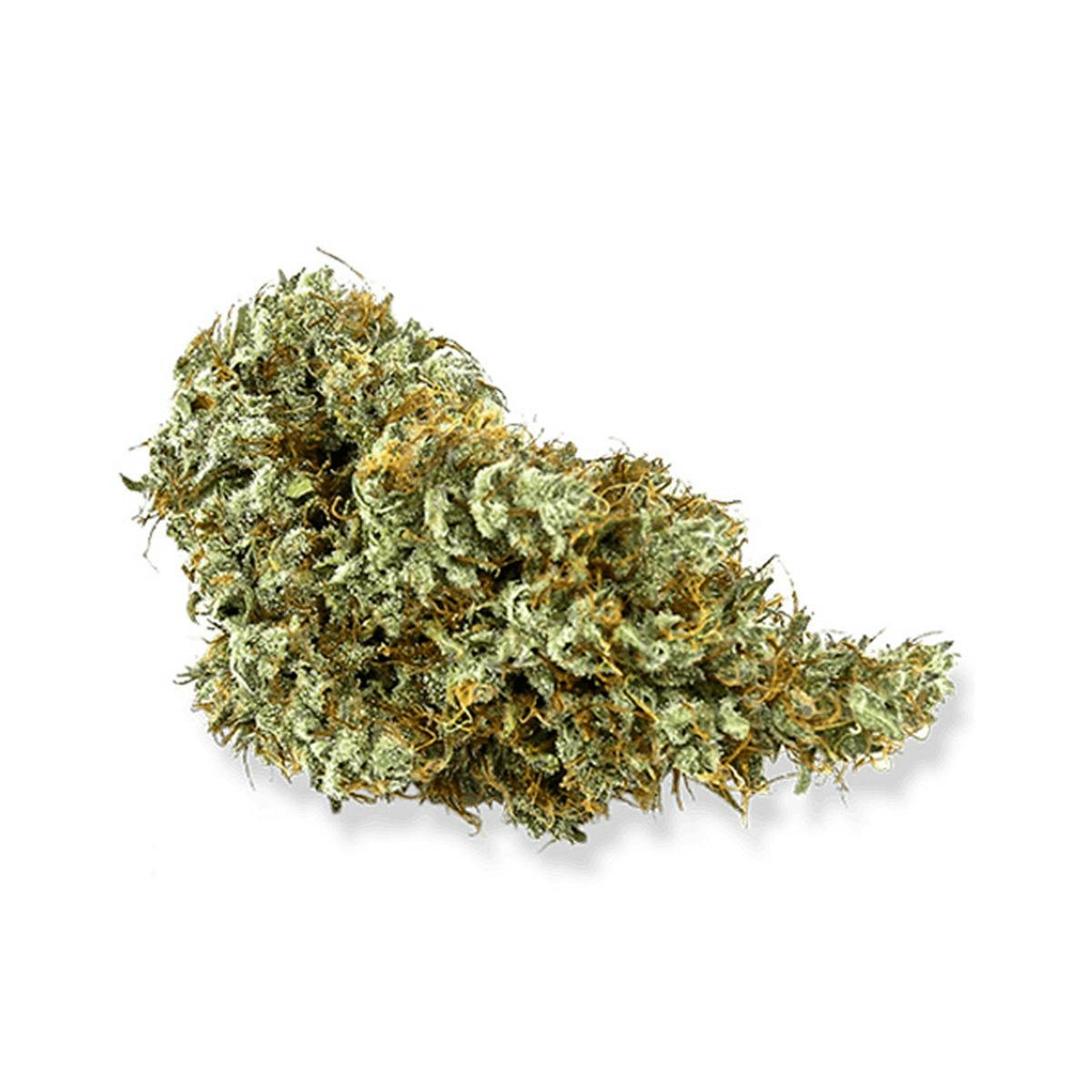 Gandalf at Northwind Cannabis