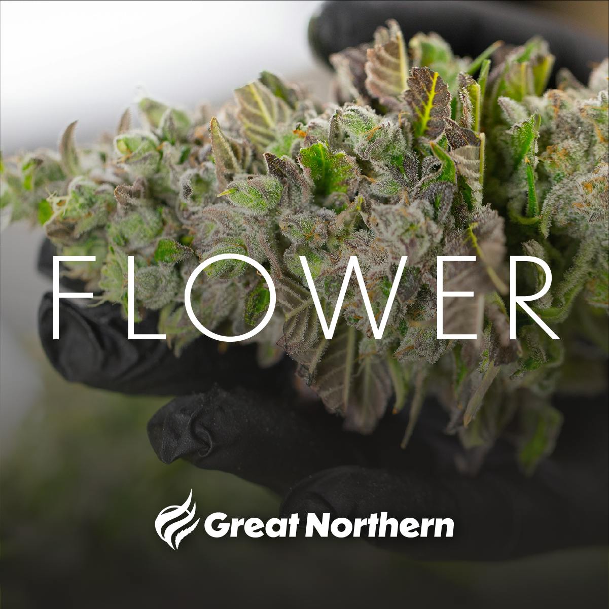 Great Northern Cannabis Mimosa Flower (Sativa)
