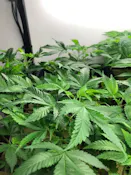 Clones | 14 Strains Available