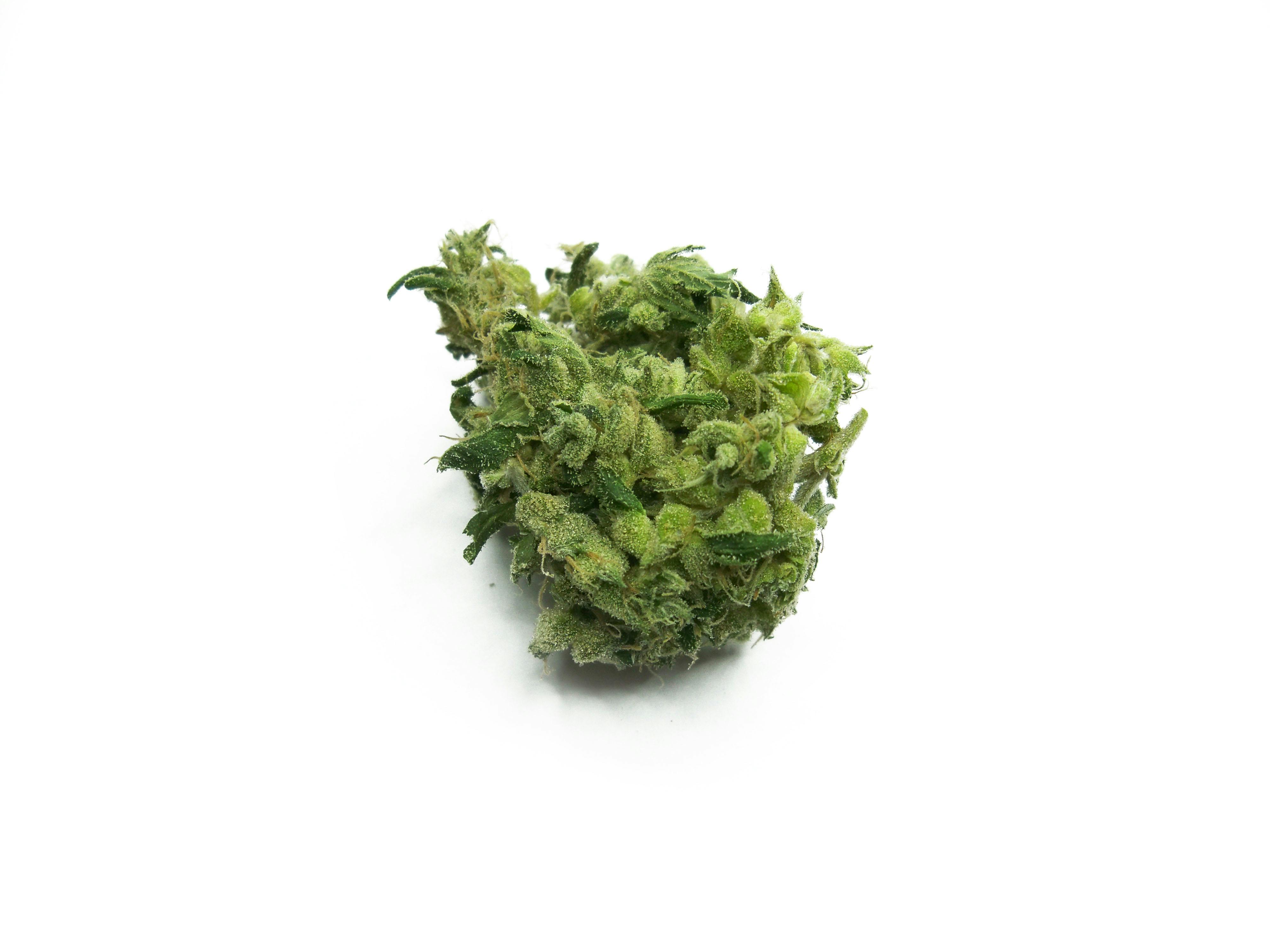 Blue Cheese by Sanctuary Medicinals
