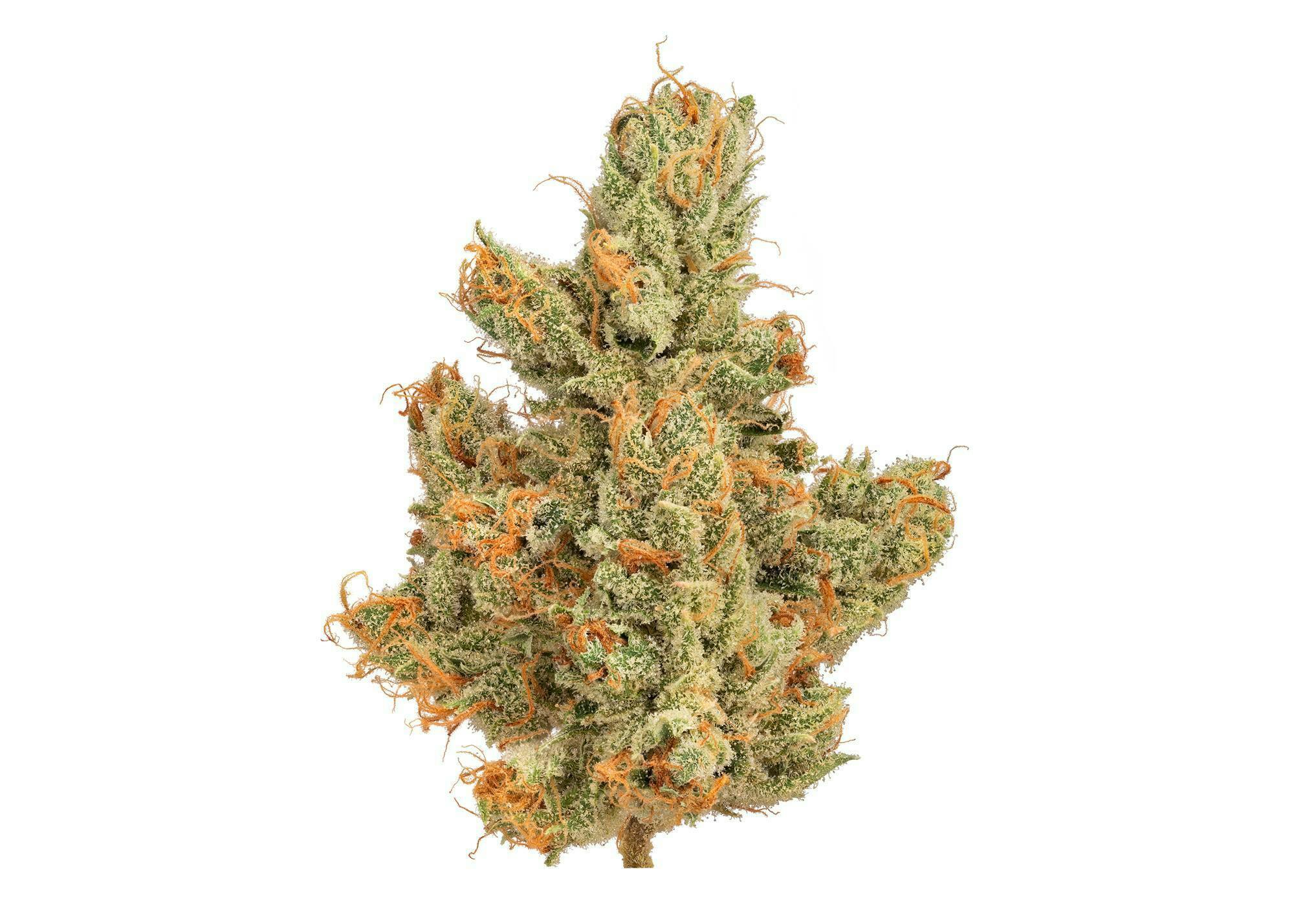 Kimbo Kush 70/30 Indica Dominant