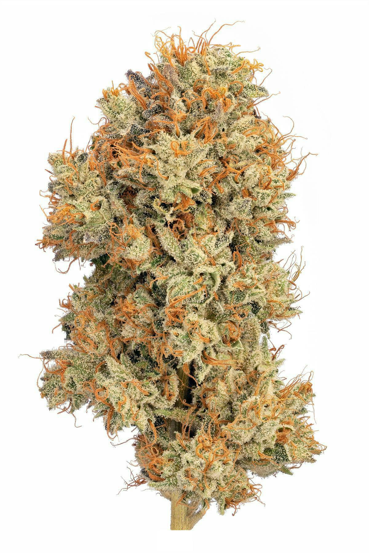 Flower - Sour Banana Larry 50/50 Hybrid by Zero Gravity Cannabis
