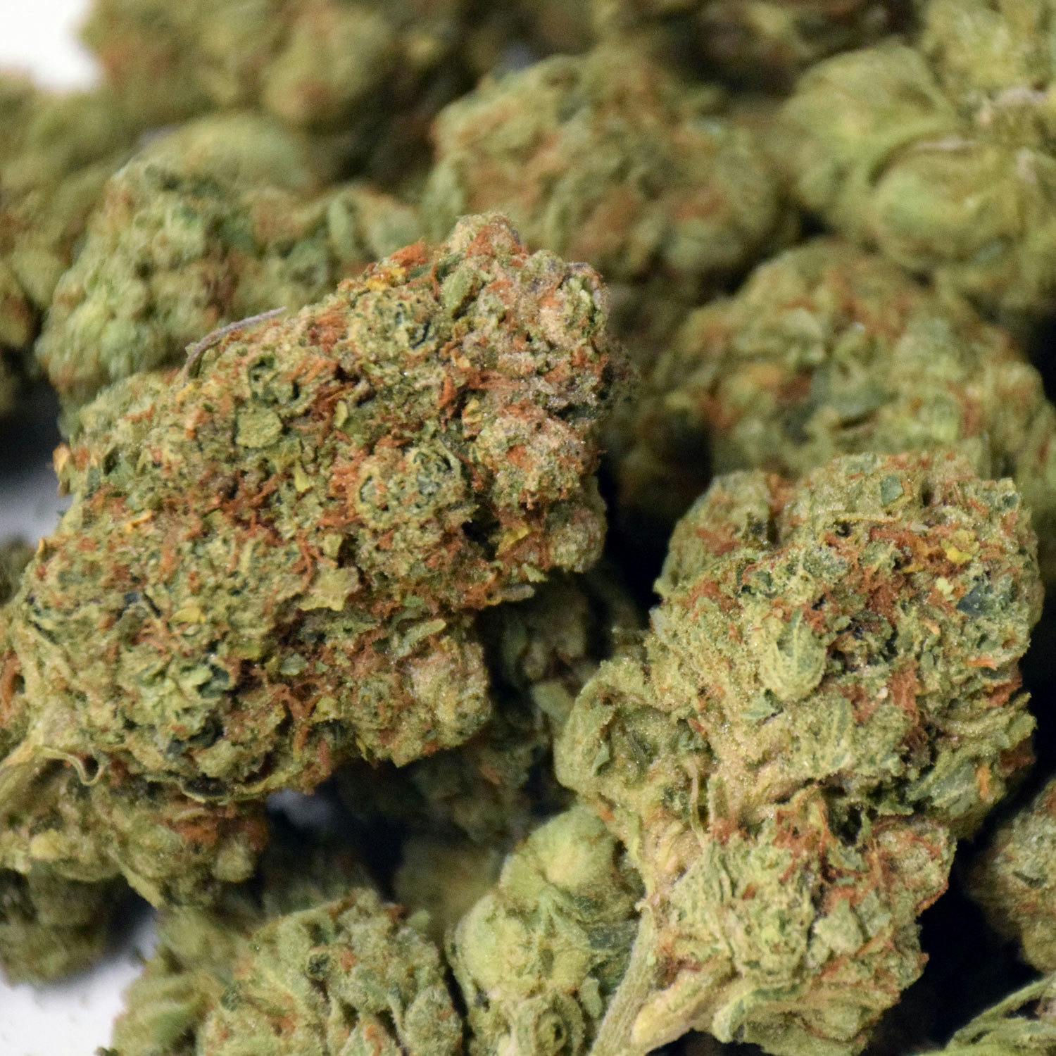 Quattro Kush