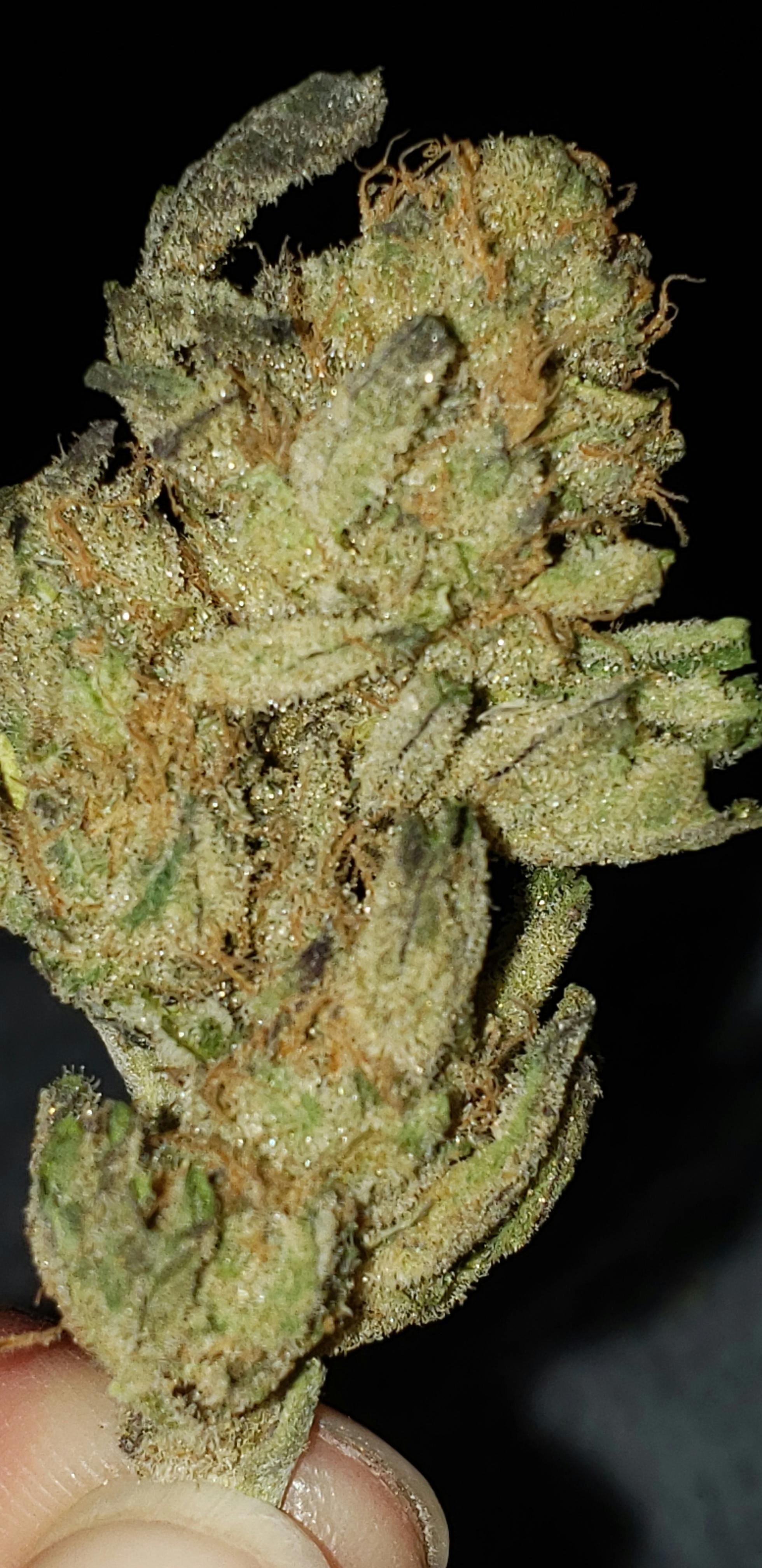 ***TOP SHELF*** MOG CANDYLAND Greenthumb
