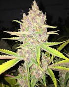 Pacific Stone Purple Tangie