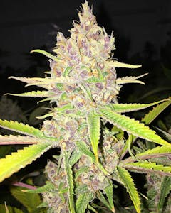 Pacific Stone - Pacific Stone Purple Tangie