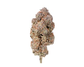 Mimosa #67