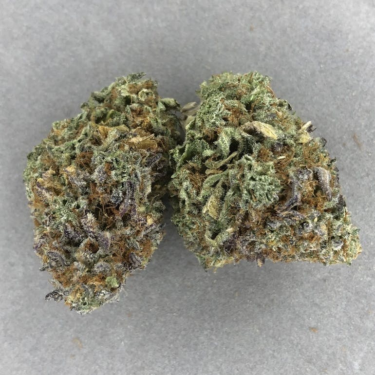 Stella’s Pine Purps Big Buds