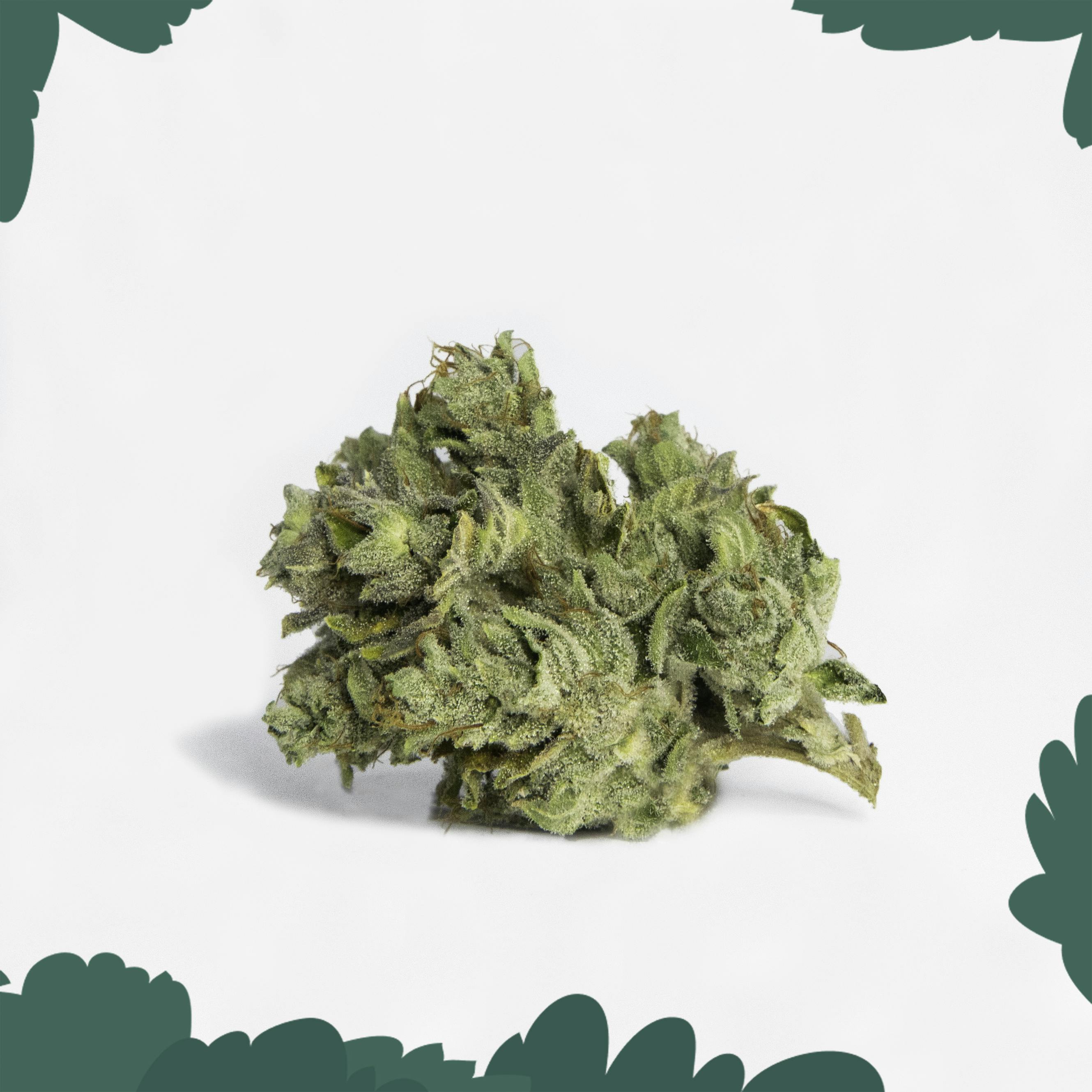 GG4