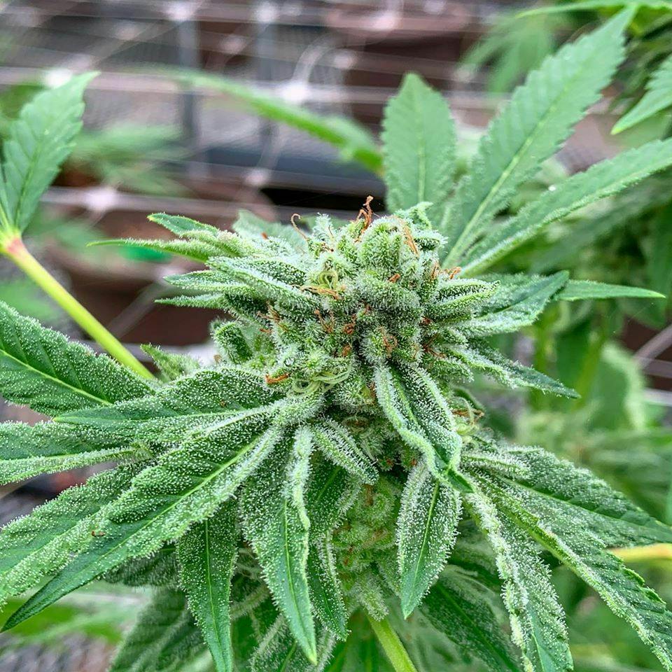 Peach Crescendo