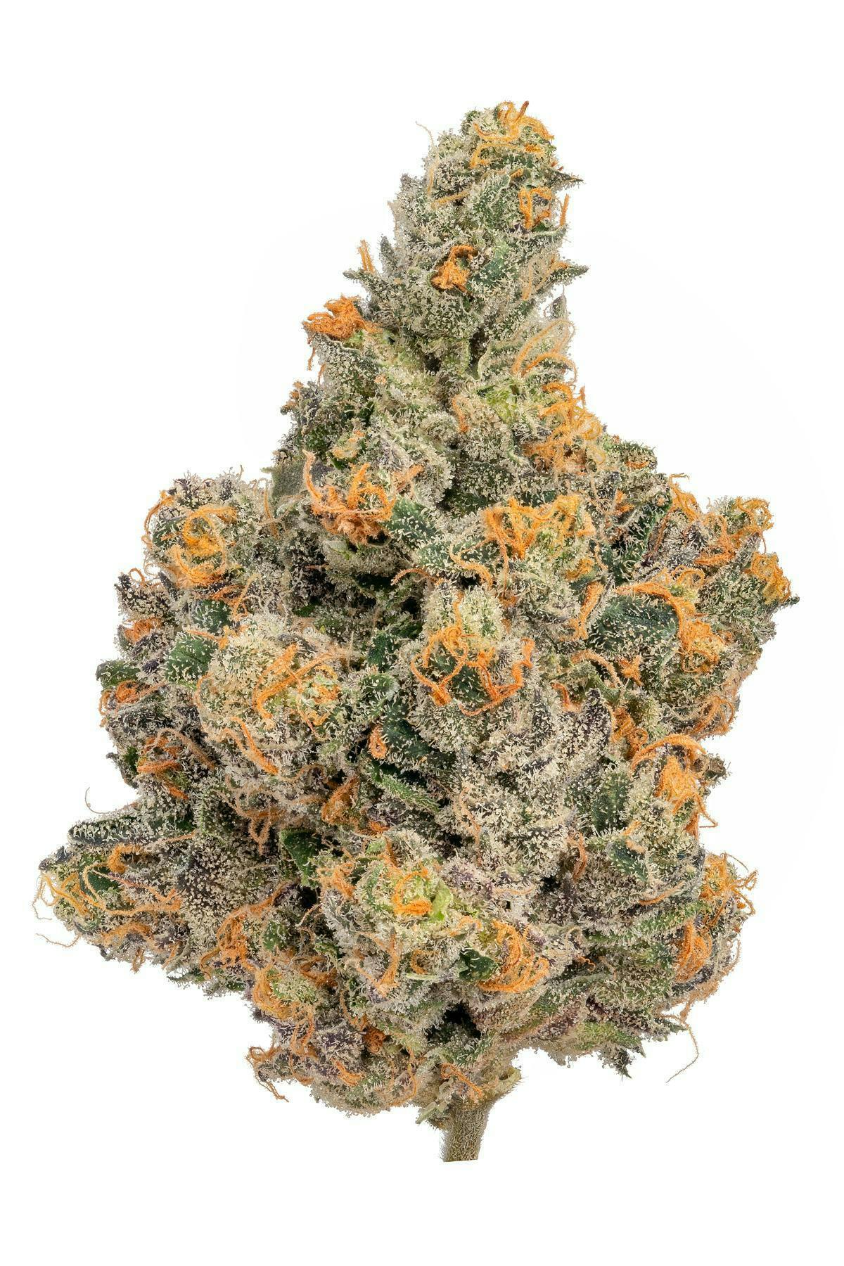 Flower - Vanilla Frosting 65/35 Indica Dominant by Zero Gravity Cannabis
