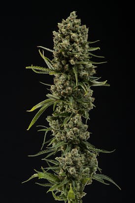 XJ-13