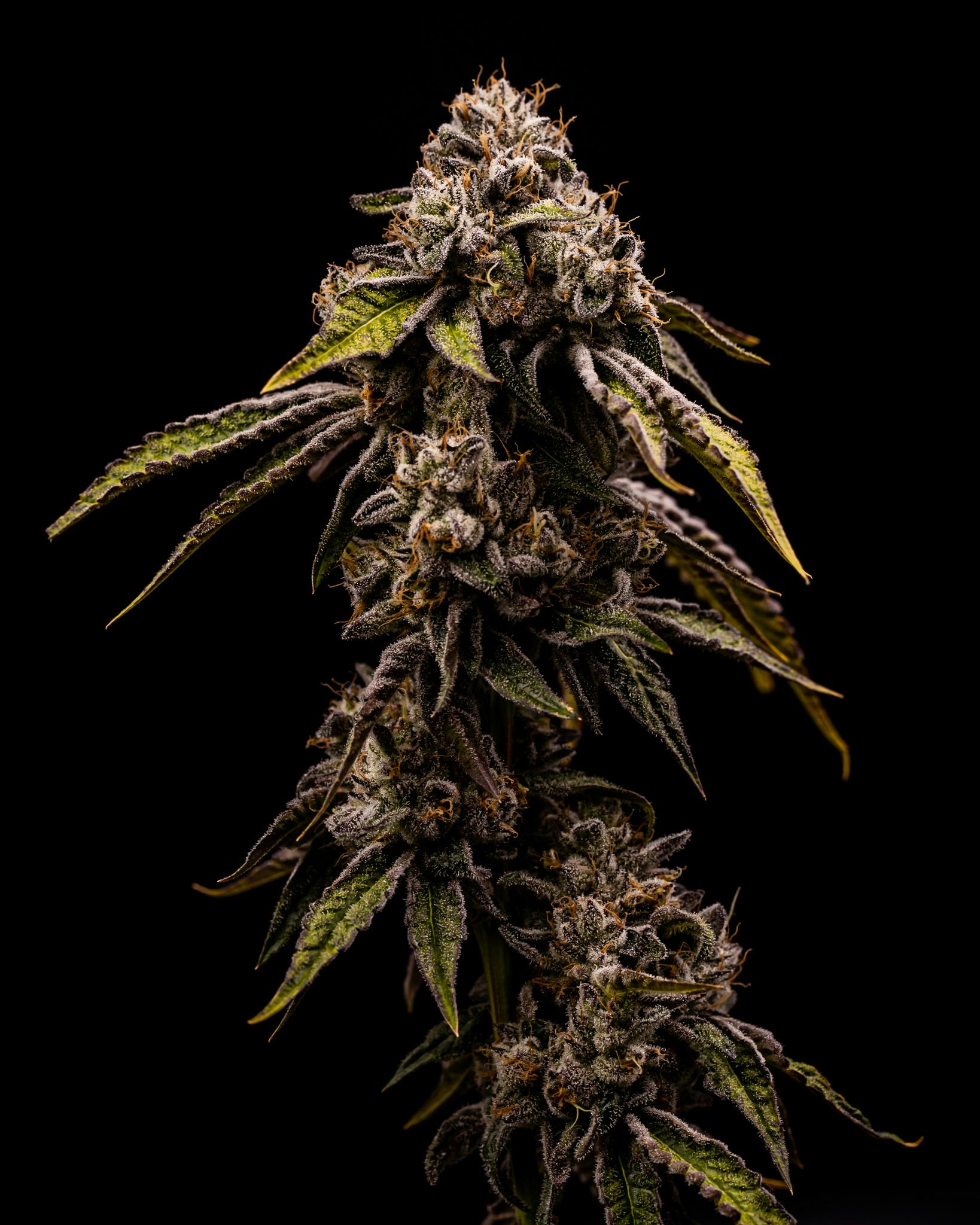 Purple Sunset Flower 3.5g