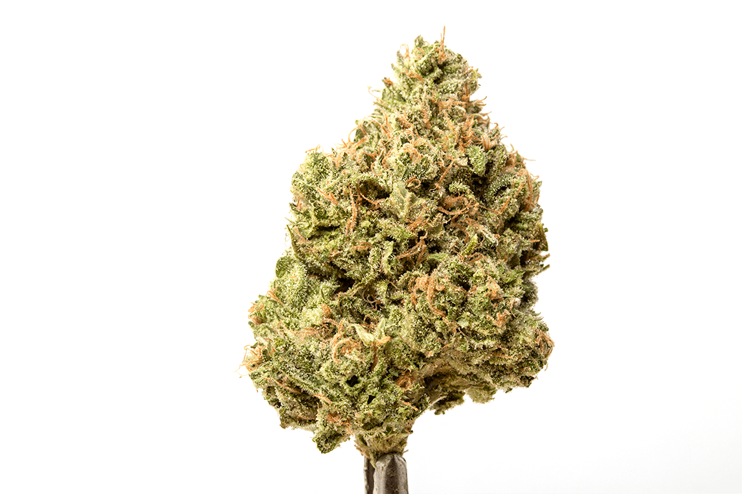 UK Cheese Flower - Natty Rems