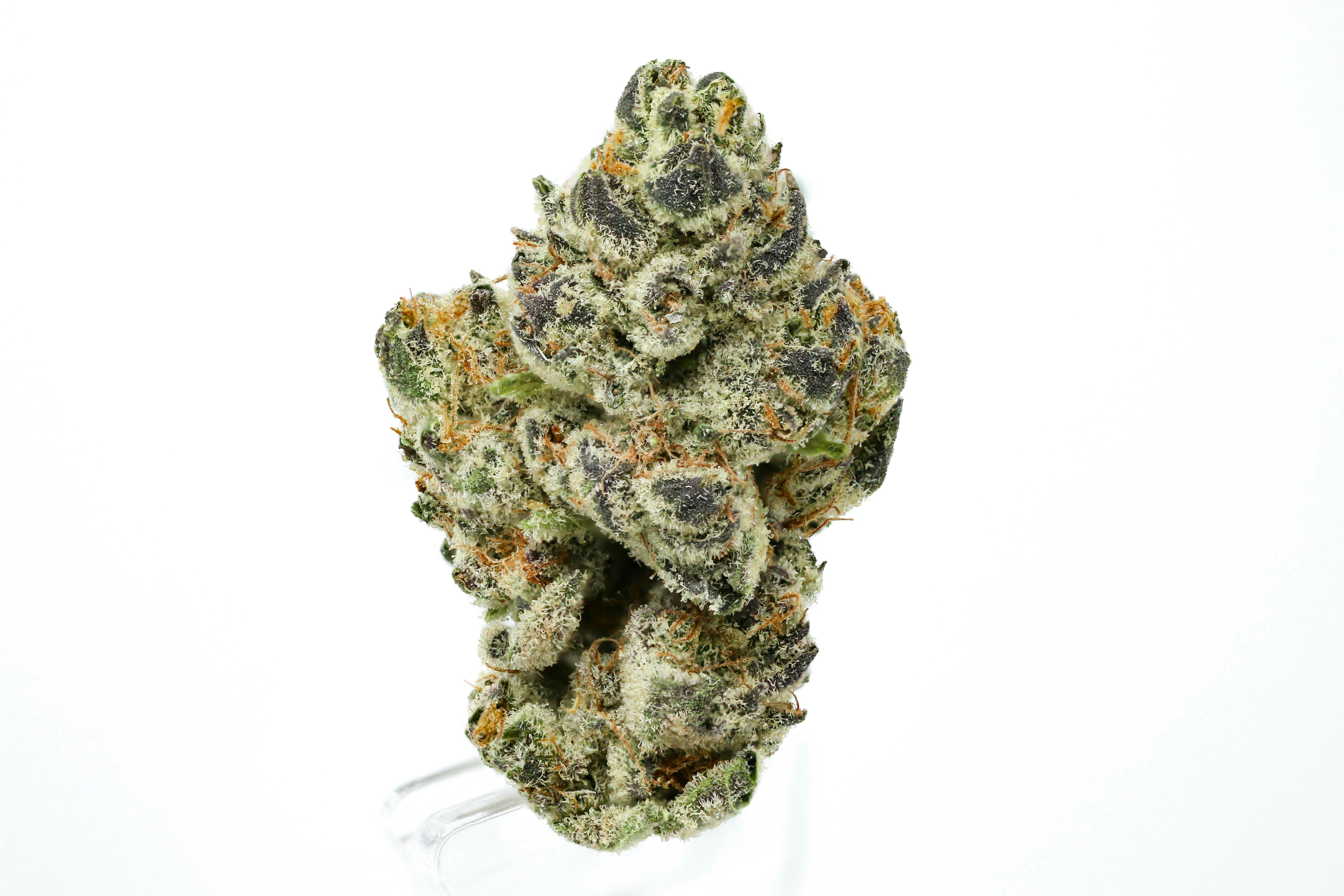 Dosidos Flower - Natty Rems
