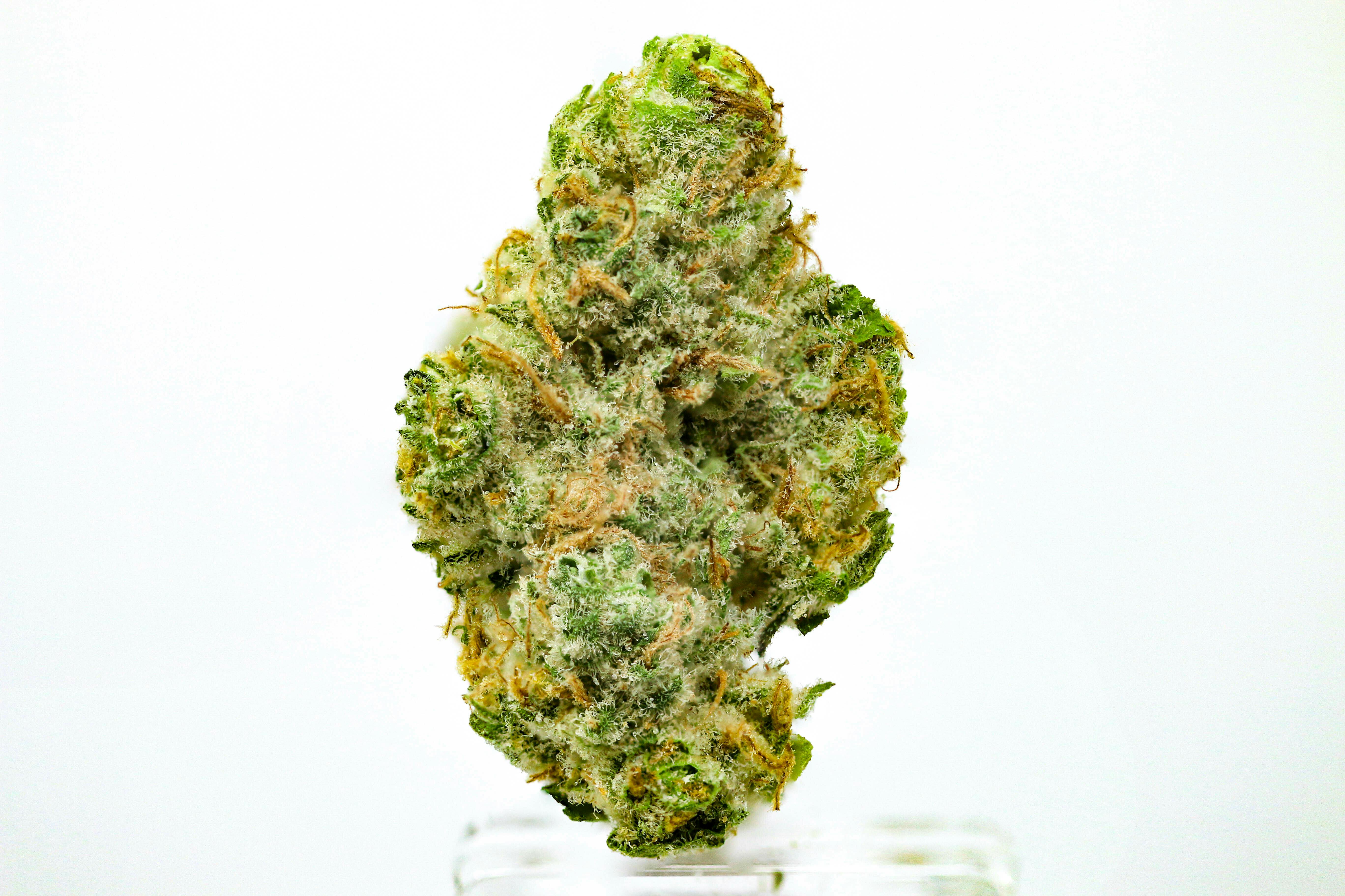 Sequoia Strawberry Flower