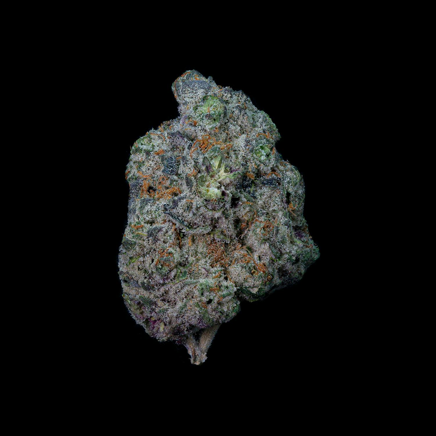 Lava Dawg