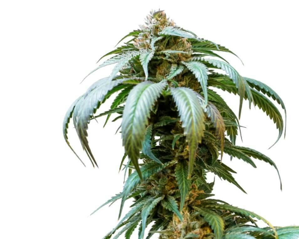 Bubba Kush | Feminized Seeds | 5 Pack